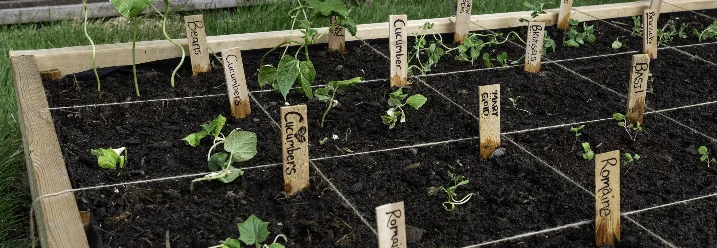 Hochbeet mit Beschriftungen der Pflanzen